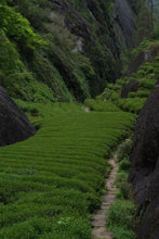 Load image into Gallery viewer, Plum Spirit Meets Cliff Charm: A Tasting Note of Tongxin She&#39;s 2025 Ancient Old Bush Xiangtianmei Oolong
北斗峰老枞向天梅
