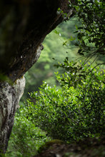 Load image into Gallery viewer, 2025 Jiulongke Rougui – A Cup Welcomes Spring 一盏逢春“九龙窠肉桂”
