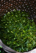 Load image into Gallery viewer, Tongxin She Teahouse 2025 Limited Launch | Handmade Bai Jiguan by Gao Peng and His Mother, A Cup Holds the Elegance of Wuyi白鸡冠。
