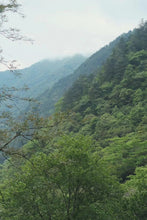 Load image into Gallery viewer, A Letter from the Deep Mountains | 2025 Tongmuguan Wild Black Tea Launches
