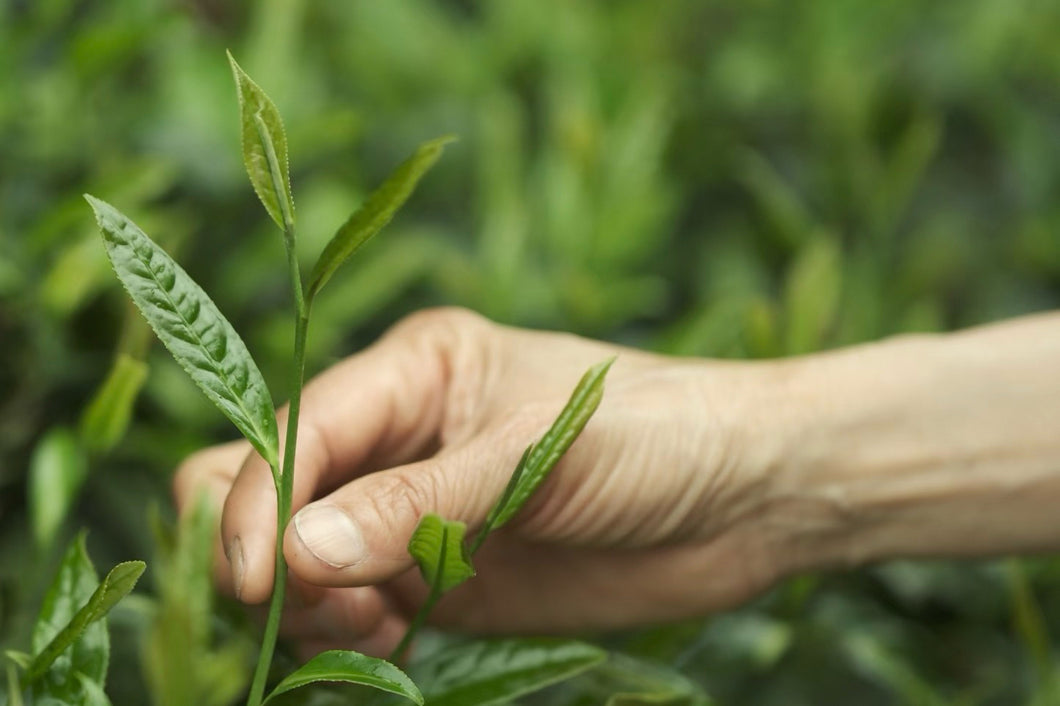 Exploring the Secret of Wuyi: Tongxinshe Teahouse Recommends the Niche Treasure 