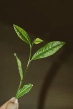 Load image into Gallery viewer, Limited-Time New Product Offer: Golden Elegance Meets Rock Rhythm – Tongxinshe Teahouse Launches 2025 Wuyi Rock Tea Jinxuan/金萱
