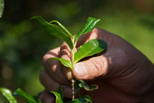 Load image into Gallery viewer, Concentric House Teahouse's Quest for Wuyi Rare Cultivar: Zui Gui Ji
