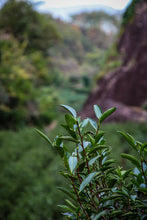 Load image into Gallery viewer, Wuyi Mountain rock tea &quot;I don&#39;t know spring&quot;/不知春(Bu Zhi Chun)
