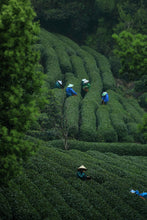 Load image into Gallery viewer, 2026 Premium Sweet Osmanthus Longjing · One Tea Embodies Spring and Autumn, Scent Crafted to Perfection特级桂花龙井

