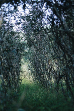 Load image into Gallery viewer, Plum Spirit Meets Cliff Charm: A Tasting Note of Tongxin She&#39;s 2025 Ancient Old Bush Xiangtianmei Oolong
北斗峰老枞向天梅
