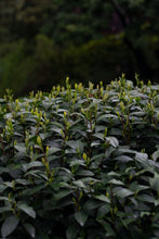 Load image into Gallery viewer, Tongxin She Teahouse | 2026 Premium West Lake Longjing Pre-sale，Baihefeng Yuantoumen: The Hidden Spirit of Jiangnan’s Spring Mountains
