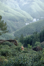 Load image into Gallery viewer, 2026 Tongxinshe Tea Origin Trace | Tongmu Pass Floral Jinjunmei, A True Mountain Terroir Flavor
