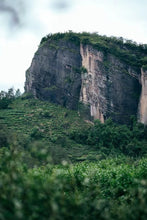 Load image into Gallery viewer, Rock Bone and Flower Fragrance Hidden in a Secret Realm: Tongxinshe Presents the Rare 2025 Wuyi Rock Tea &quot;Yujing Liuxiang&quot;玉井流香 to Tea Lovers
