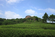 Load image into Gallery viewer, Wuyi Mountain Rock Tea Short Foot Oolong/矮脚乌龙

