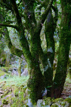 Load image into Gallery viewer, Tongxin She Teahouse New Launch | 300-Year-Old Ancient Tree Honey-Floral Oolong: Time Infused in Every Brew古树蜜花香
