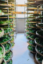 Load image into Gallery viewer, Limited-Time New Product Offer: Golden Elegance Meets Rock Rhythm – Tongxinshe Teahouse Launches 2025 Wuyi Rock Tea Jinxuan/金萱
