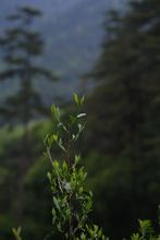 Load image into Gallery viewer, Tongxin She · Tea Origin Exploration | 2026 Tongmuguan Floral Black Tea "Peach Blossom" 桃之夭夭Limited Sample · Free Tasting
