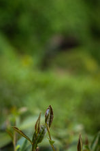 Load image into Gallery viewer, Rock Bones Hide Treasures, Craftsmanship Bears Signature – Tongxinshe Presents 2025 Intangible Cultural Heritage Grade Niulan Keng Qizhong (8.3g per Can) to Tea Lovers 牛栏坑奇种
