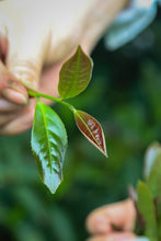 Load image into Gallery viewer, Rock Bones Hide Treasures, Craftsmanship Bears Signature – Tongxinshe Presents 2025 Intangible Cultural Heritage Grade Niulan Keng Qizhong (8.3g per Can) to Tea Lovers 牛栏坑奇种
