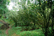 Load image into Gallery viewer, Wuyi Rock Tea Small Varieties: Tuberose Aroma./夜来香岩茶.
