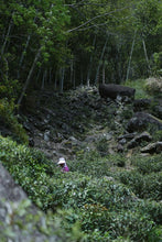 Load image into Gallery viewer, Tongxin She Teahouse Launches New Wuyi Tongmuguan "Peach-Flavored Black Tea"蜜桃红茶
