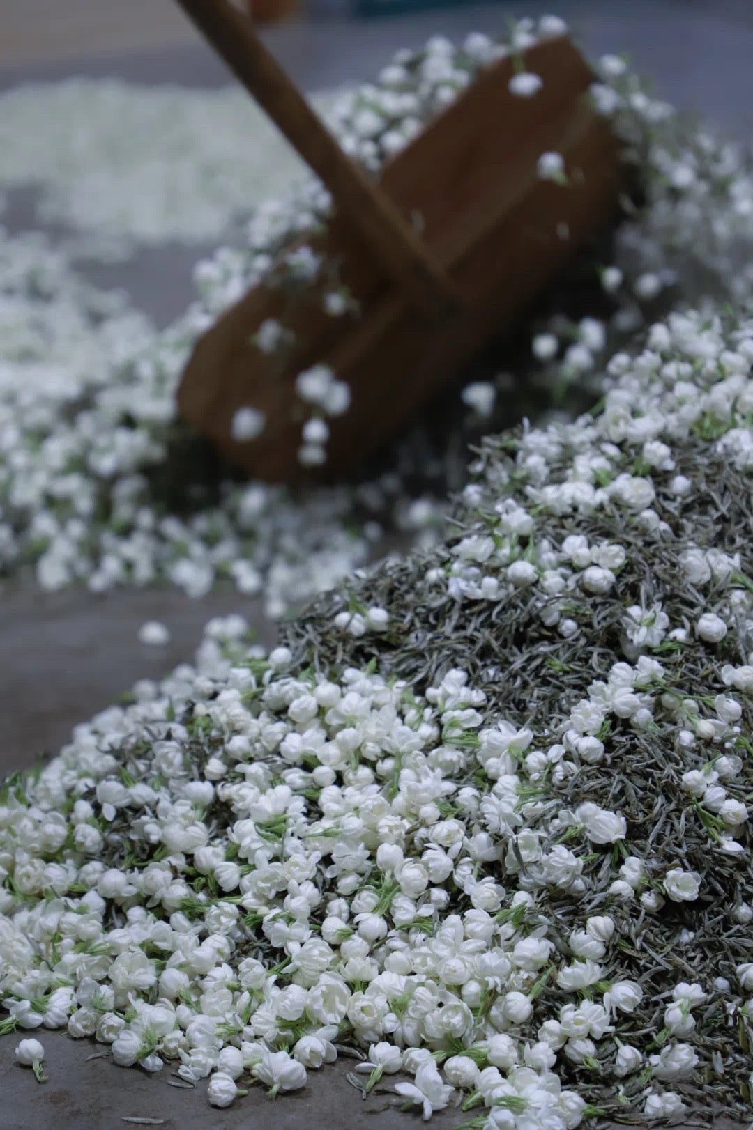 2024 Fuzhou jasmine tea/premium silver needle 