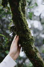 Load image into Gallery viewer, Tongxin She Teahouse | 2026 Da’an Old‑Bamboo Cong: Serenity of Bamboo, Return to Mountain Spirit大庵老丛竹叶
