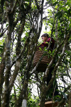 Load image into Gallery viewer, Tongxin She Teahouse | 2026 Da’an Old‑Bamboo Cong: Serenity of Bamboo, Return to Mountain Spirit大庵老丛竹叶
