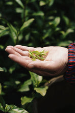 Load image into Gallery viewer, 2026 Tongxin She Tea Journey to Huzhou, Zhejiang: Not All White Tea is Anji White Tea
