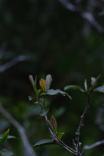 Load image into Gallery viewer, A Letter from the Deep Mountains | 2025 Tongmuguan Wild Black Tea Launches

