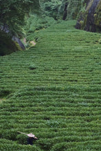 Load image into Gallery viewer, 2025 Tongxinshe Teahouse Presale Launch: &quot;Golden Key&quot;/金钥匙, A Rare Wuyi Rock Tea Variety – Savoring the Essence of Rock and Floral Aroma in Every Sip
