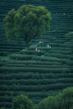 Load image into Gallery viewer, Tongxin She Teahouse | 2026 Premium West Lake Longjing Pre-sale，Baihefeng Yuantoumen: The Hidden Spirit of Jiangnan’s Spring Mountains
