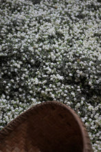 Load image into Gallery viewer, Tongxin‑She Tea House · 9‑Times Scented Jasmine King Silver Needle, Fuzhou 2026 茉莉针王
