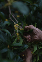 Load image into Gallery viewer, Autumn Limited · Tea Meets Osmanthus | Tongxin She 2025 Tongmu Osmanthus Black Tea &quot;Guiren Duo Wangshi&quot;, Presented in a Limited 2.5kg Batch 桂人多旺事。
