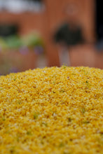 Load image into Gallery viewer, Autumn Limited 2026 · Osmanthus-scented Jiuqu Hongmei桂花九曲红梅/Limited complimentary sample sharing
