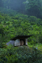 Load image into Gallery viewer, Tongxin She Launches 2026 Tongmuguan Fei Zi Xiao Black Tea from Wuyi Mountain, Fujian
