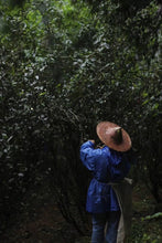 Load image into Gallery viewer, Mantuo Peak Lao Cong Shuixian: The Mellow Charm of Years in Rock Bones and Flower Fragrance
