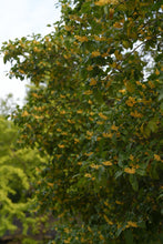 Load image into Gallery viewer, A Ruby Hue Holds Autumn&#39;s Essence: Tongxinshe Teahouse Presents Limited-Edition &quot;Jiuqu Hongmei&quot; for Autumn 九曲红梅
