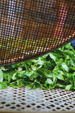 Load image into Gallery viewer, Tongxin She Teahouse | Ancient Tree Niaozui from Shitoujiao, Wudong — Embrace the Mountain Spirit, Taste the Millennia-old Charm古树鸟嘴单丛
