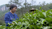 Load image into Gallery viewer, 2025 Tongxinshe Teahouse Tribute Da Hong Pao &quot;Anxiang (Hidden Fragrance)&quot; Makes a Grand Debut
