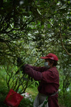 Load image into Gallery viewer, Tongxinshe Teahouse Premium Selection Pin Shi Yan Lao Cong ShuiXian: A Brew Embodies the Timeless Charm of Wuyi Zhengyan Rock Tea
