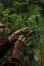 Load image into Gallery viewer, Tongxinshe Teahouse's 2025 Premium Ancient Tree "Dongfanghong" Fenghuang Dancong/特级古树东方红。

