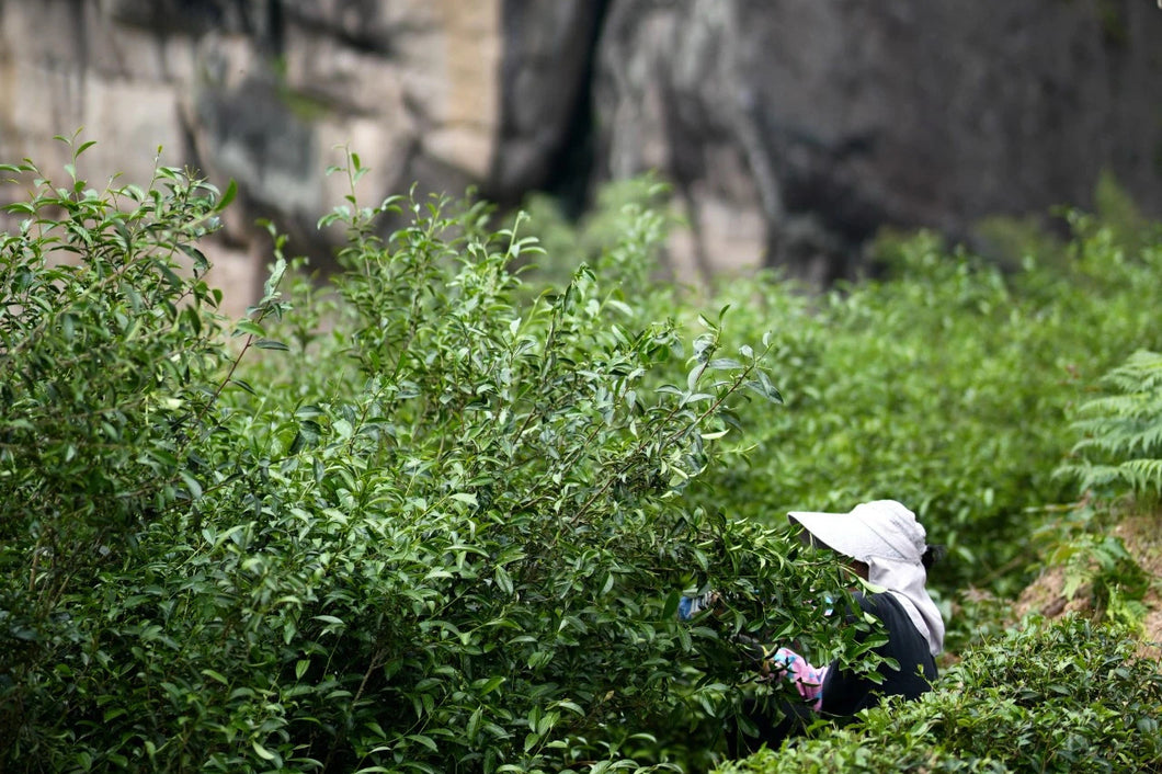 Tracing the Flavor of Wuyi Rock Tea: 2024 The Past and Present of Yan Ru