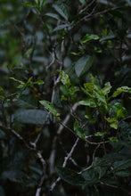Load image into Gallery viewer, Tongxin She · Tea Origin Exploration | 2026 Tongmuguan Floral Black Tea "Peach Blossom" 桃之夭夭Limited Sample · Free Tasting
