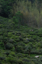 Load image into Gallery viewer, A Letter from the Deep Mountains | 2025 Tongmuguan Wild Black Tea Launches
