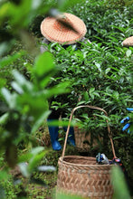 Load image into Gallery viewer, 2025 Tongxinshe Teahouse Tribute Da Hong Pao &quot;Anxiang (Hidden Fragrance)&quot; Makes a Grand Debut
