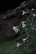 Load image into Gallery viewer, 2025 Tongxinshe Teahouse Tribute Da Hong Pao &quot;Anxiang (Hidden Fragrance)&quot; Makes a Grand Debut
