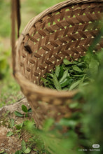 Load image into Gallery viewer, Plum Spirit Meets Cliff Charm: A Tasting Note of Tongxin She&#39;s 2025 Ancient Old Bush Xiangtianmei Oolong
北斗峰老枞向天梅

