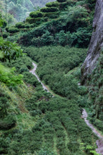 Load image into Gallery viewer, Rare "Niurou" Launched | Tongxinshe Teahouse’s 2025 Niulan Keng Rou Gui with Two Charcoal-Roasted Versions, Presenting Authentic Rock Tea Flavor
