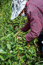 Load image into Gallery viewer, Tongxin Tea House March Trip to Yixing | Tasting the First-Pick Yangxian Xueya,The Spring Freshness Hidden in the Capital of Zisha
