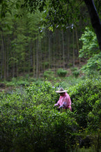 Load image into Gallery viewer, Tongxin She Launches 2026 Tongmuguan Fei Zi Xiao Black Tea from Wuyi Mountain, Fujian
