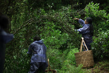 Load image into Gallery viewer, Zhengyan Jin Mu Dan: The Floral Pinnacle of Wuyi Rock Tea。弥陀岩金牡丹
