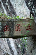 Load image into Gallery viewer, Concentric House Teahouse's Quest for Wuyi Rare Cultivar: Zui Gui Ji
