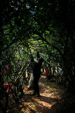 Load image into Gallery viewer, 2025 Huiyuan Pit Luxiu Centennial Lao Cong Shui Xian/鹤骨松姿
